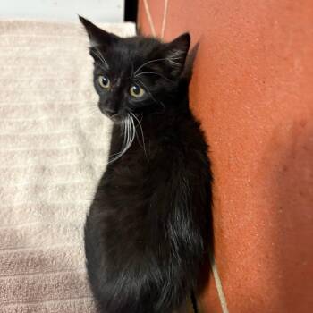 Marnie -  Domestic Short Hair Cat for Adoption in Cabot, Arkansas - Marnie | PetCurious