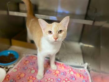 FLOPSY -  Domestic Short Hair Cat for Adoption in Fort Wayne, Indiana - FLOPSY | PetCurious