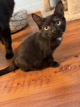 Rescue Domestic Medium Hair Cats for Adoption in West Mifflin, Pennsylvania - Jax | PetCurious