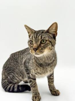 Po Po -  Domestic Short Hair Cat for Adoption in Bowling Green, Kentucky - Po Po | PetCurious