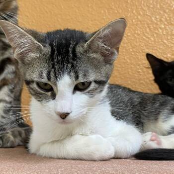 Mellow -  Domestic Short Hair Cat for Adoption in Fresno, California - Mellow | PetCurious