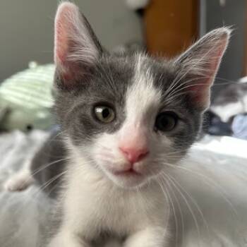 Rescue Domestic Medium Hair Cats for Adoption in Delaware, Ohio - Godzilla | PetCurious