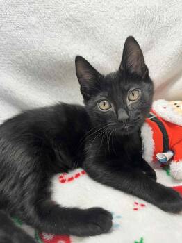 Rescue Domestic Short Hair Cats for Adoption in Tavares, Florida - Goober | PetCurious