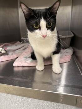 Funnel Cake -  Domestic Short Hair Cat for Adoption in Lafayette, Indiana - Funnel Cake | PetCurious