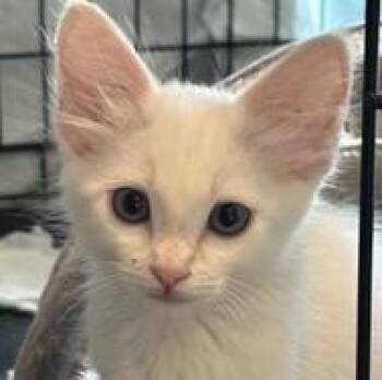 Tangerine -  Domestic Medium Hair Cat for Adoption in Gardnerville, Nevada - Tangerine | PetCurious