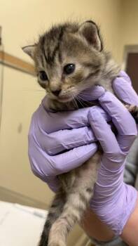 Caramel Ribbon Crunch -  Domestic Short Hair Cat for Adoption in West Chester, Pennsylvania - Caramel Ribbon Crunch | PetCurious