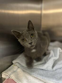 Doodle Bob -  Domestic Short Hair Cat for Adoption in Myerstown, Pennsylvania - Doodle Bob | PetCurious