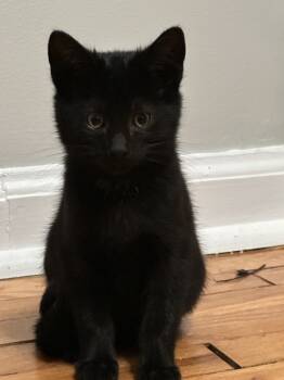 Rescue Domestic Short Hair Cats for Adoption in Oak Park, Michigan - Hex | PetCurious