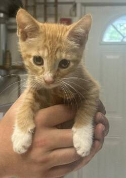 Ginger 2 months male AVAILABLE 7/1 -  Domestic Short Hair Cat for Adoption in Sterling, Massachusetts - Ginger 2 Months Male AVAILABLE 7/1 | PetCurious