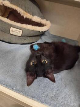 Domestic Long Hair Cats Available for Adoption in Elmsford, New York - Asher Available 4/23 | PetCurious