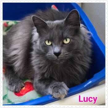 Rescue Domestic Long Hair Cats for Adoption in North Saint Paul, Minnesota - Lucy | PetCurious