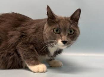 Oreo -  Domestic Long Hair and Domestic Short Hair Cat for Adoption in Golden Valley, Minnesota - Oreo | PetCurious
