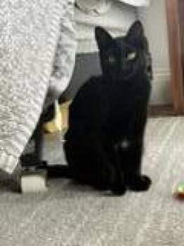 Domestic Short Hair Cats Available for Adoption in Sunnyvale, California - Minnie | PetCurious