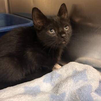 Domestic Short Hair Cats Available for Adoption in Galveston, Texas - Hecate | PetCurious