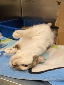 Domestic Short Hair Cats Available for Adoption in Westland, Michigan - Stubby | PetCurious