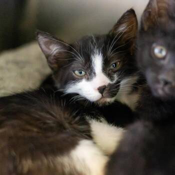 Domestic Short Hair Cats Available for Adoption in Wilmington, Delaware - Dina | PetCurious