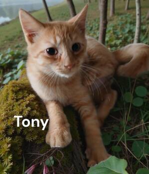 Tabby Cats Available for Adoption - Tony | PetCurious