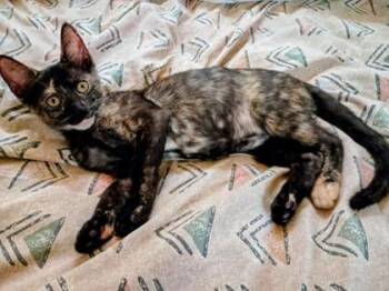 Lightning -  Domestic Short Hair Cat for Adoption in Honolulu, Hawaii - Lightning | PetCurious