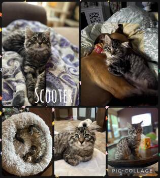 Domestic Medium Hair Cats Available for Adoption - Scooter | PetCurious