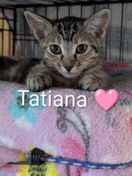 Tatiana -  Domestic Short Hair Cat for Adoption in Sonora, California - Tatiana | PetCurious