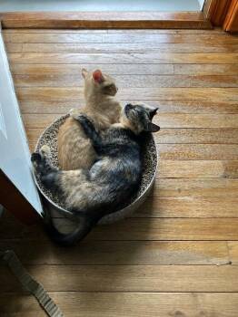 Pancake -  Domestic Short Hair Cat for Adoption - Pancake | PetCurious