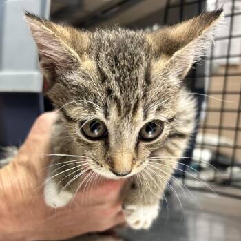 Oatmeal Cookie -  Domestic Short Hair Cat for Adoption in Newport, North Carolina - Oatmeal Cookie | PetCurious