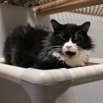 Renegade(senior -  Tuxedo Cat for Adoption in Billings, Montana - Renegade(senior | PetCurious