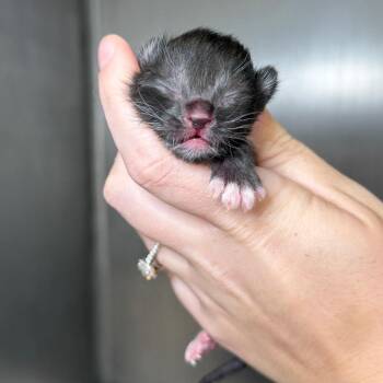 Noodle -  Domestic Short Hair Cat for Adoption in Asheville, North Carolina - Noodle | PetCurious