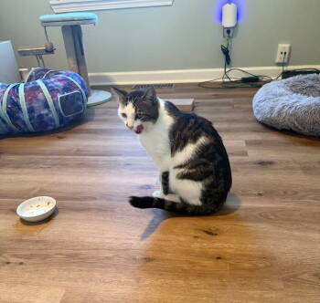 Rescue Domestic Short Hair Cats for Adoption in Nashville, Tennessee - Leah | PetCurious