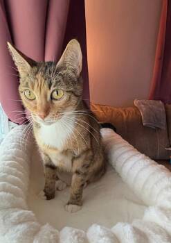 Mimi -  Domestic Short Hair Cat for Adoption in Mokena, Illinois - Mimi | PetCurious