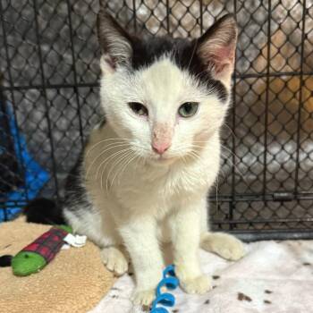 Domestic Short Hair Cats Available for Adoption - Scott | PetCurious