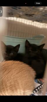 Mothman -  Domestic Short Hair Cat for Adoption in Randolph, Alabama - Mothman | PetCurious