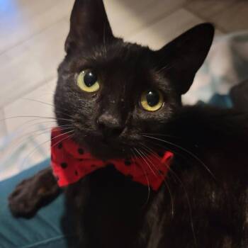 Domestic Short Hair Cats Available for Adoption - Charity | PetCurious