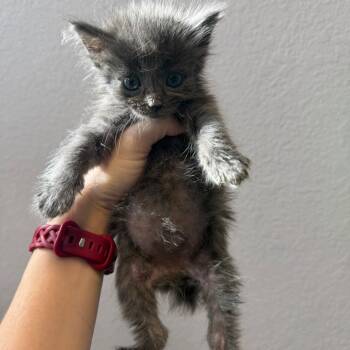 Domestic Long Hair Cats Available for Adoption in Port Charlotte, Florida - Precious McFluff | PetCurious