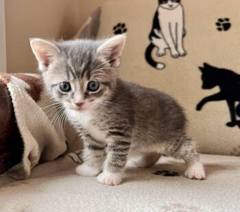 Domestic Short Hair Cats Available for Adoption in Hershey, Pennsylvania - Lynyrd Skynrd | PetCurious