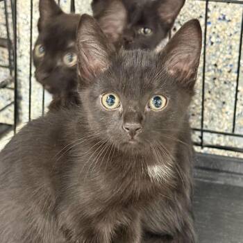 Eli -  Domestic Short Hair Cat for Adoption in Murray, Utah - Eli | PetCurious