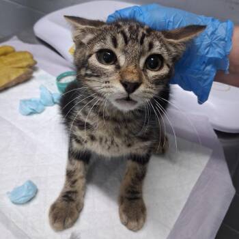 Elijah -  Domestic Short Hair Cat for Adoption in Summerville, South Carolina - Elijah | PetCurious