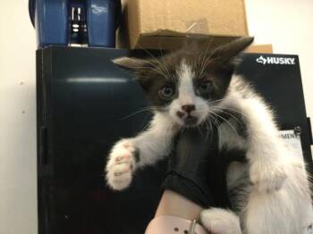 Domestic Short Hair Cats Available for Adoption in Thousand Palms, California - A1918124 | PetCurious