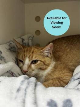 Cheeto -  Domestic Short Hair Cat for Adoption in Kalispell, Montana - Cheeto | PetCurious