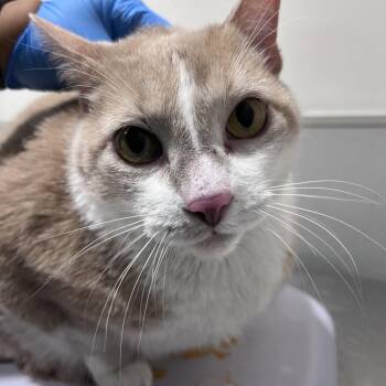 Paul 2 -  Domestic Short Hair Cat for Adoption in Tampa, Florida - Paul 2 | PetCurious