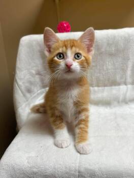 Aquarius -  Domestic Short Hair Cat for Adoption in Maryville, Missouri - Aquarius | PetCurious
