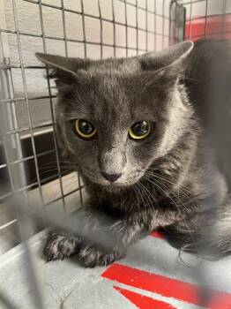 CEASER -  Domestic Short Hair Cat for Adoption in Las Vegas, Nevada - CEASER | PetCurious