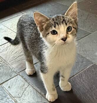 Rescue Domestic Short Hair Cats for Adoption in Elk Grove Village, Illinois - Fowler | PetCurious