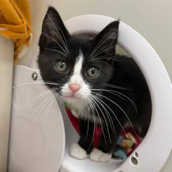 Domestic Short Hair Cats Available for Adoption in Wheaton, Illinois - Zeus | PetCurious
