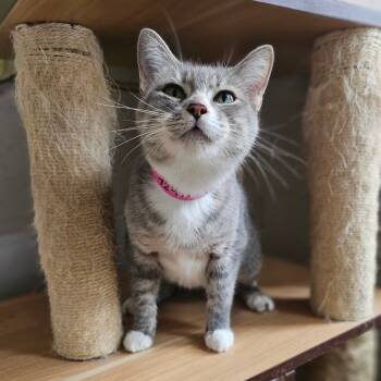 Rescue Domestic Short Hair Cats for Adoption in Laredo, Texas - Nova | PetCurious