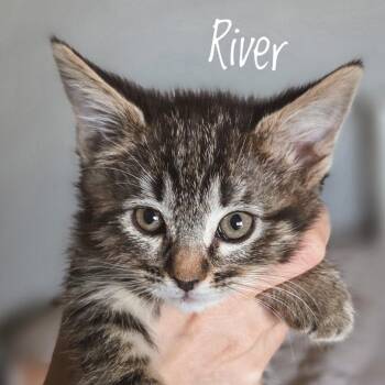 River -  Domestic Short Hair Cat for Adoption in Las Vegas, Nevada - River | PetCurious