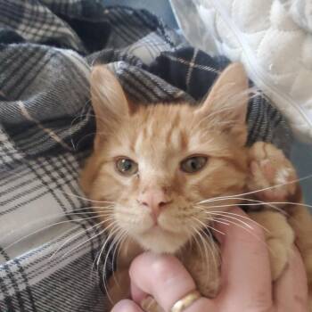 Domestic Short Hair Cats Available for Adoption - Gourdon | PetCurious