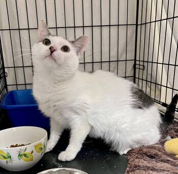 Tabby and Domestic Short Hair Cats Available for Adoption in Greenville, Delaware - Tulip 03/27/2026-104 | PetCurious