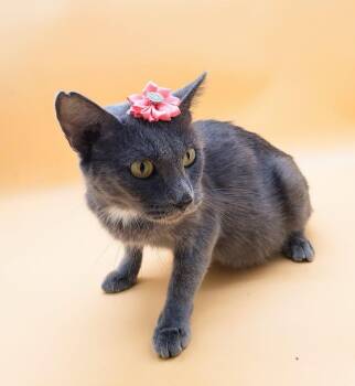 Rescue Domestic Short Hair Cats for Adoption in Springfield, Missouri - Shiso | PetCurious