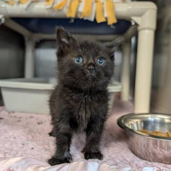 Piglet -  Domestic Short Hair Cat for Adoption in Indianapolis, Indiana - Piglet | PetCurious